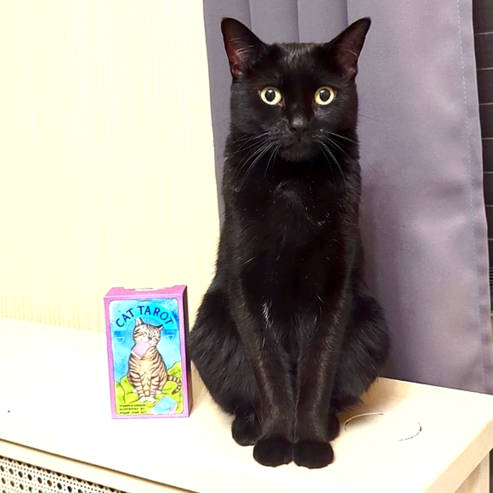 Cat Tarot - Cards & Book - NEW! 🔮